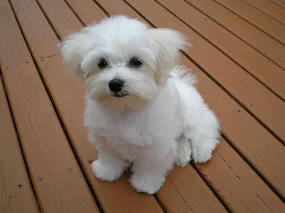 #21. Maltese (tie)